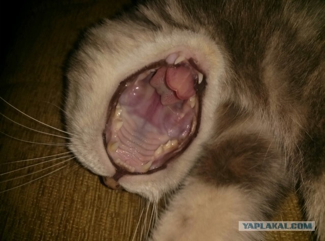 А у тебя есть фото твоей зевающей котейки ?