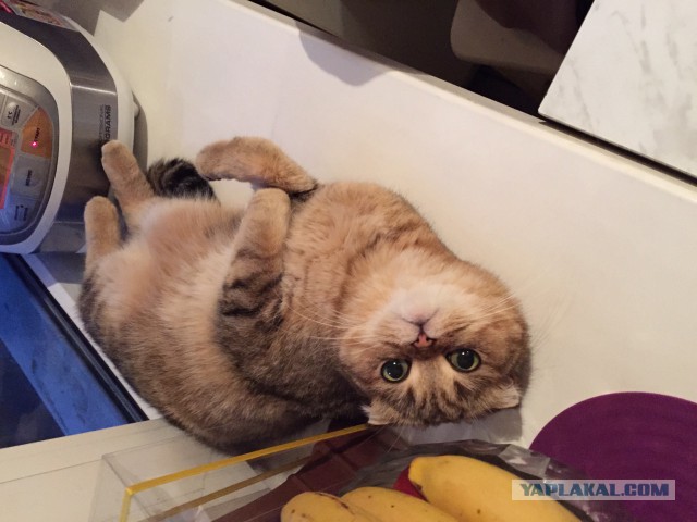 Котовторник 31.03.2015