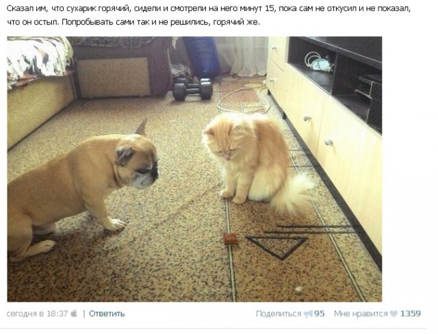 Ужасы и приколы из соцсетей 18+