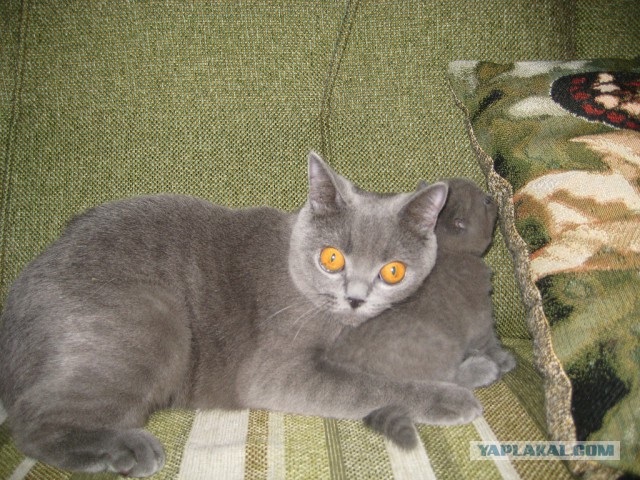 Котовторник   02.06.2015