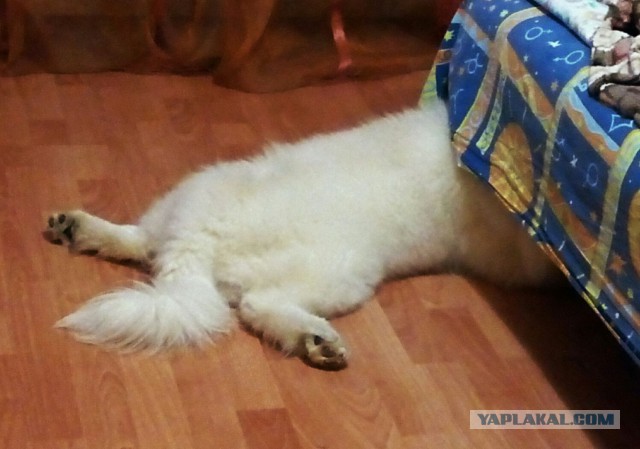 Собакочетверг же, ау!