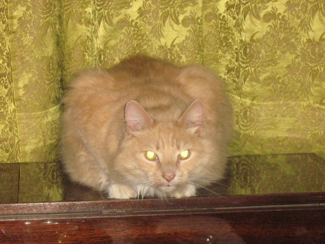 Не хочу убирать за котиком