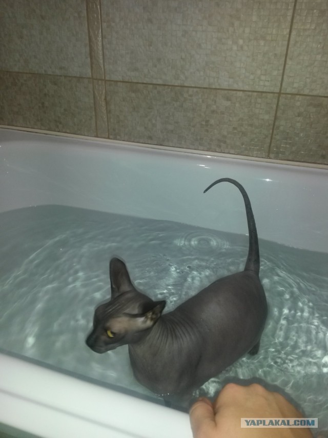 Любовь и Фубля