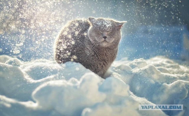 Подборка смешных, не очень и просто красивых фотографий. Часть 2