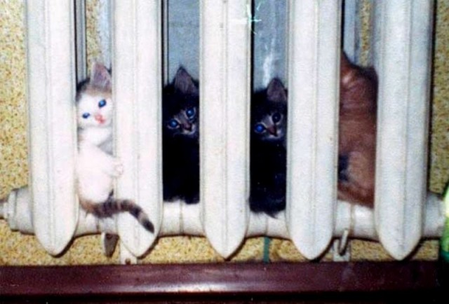 Коты из сети