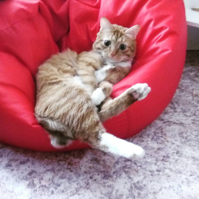 Котопёсо суббота