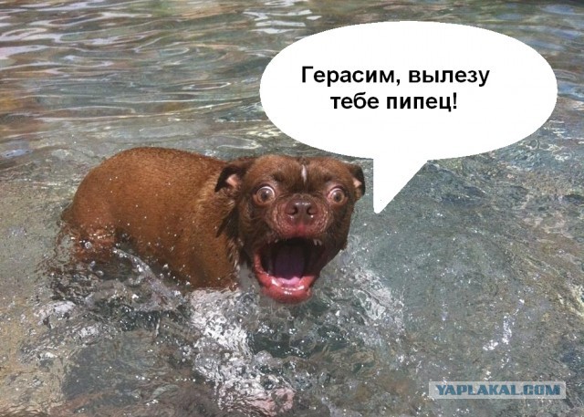 Жабельный собакен