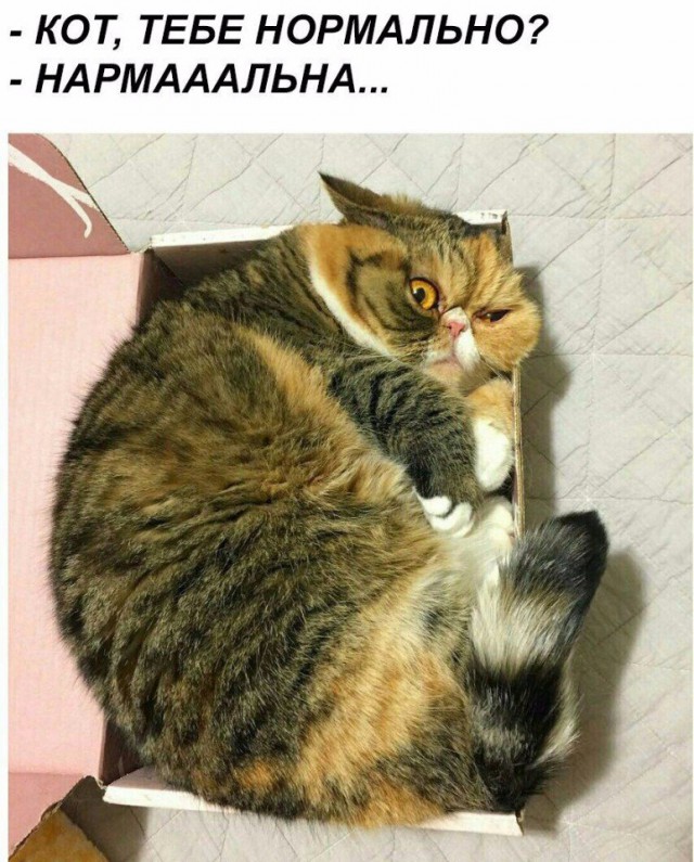 Коты и Кошки