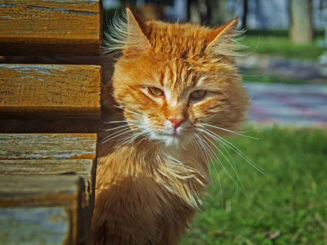 Котовторник 26.06.2018