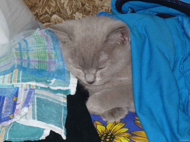 Котовторник на горячее - 20.07.2010