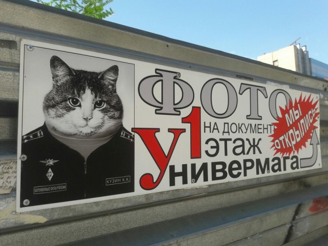 Прикольных котов пост