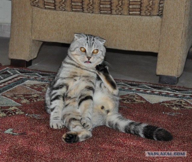 It's Catursday Fever! (Котовторник)