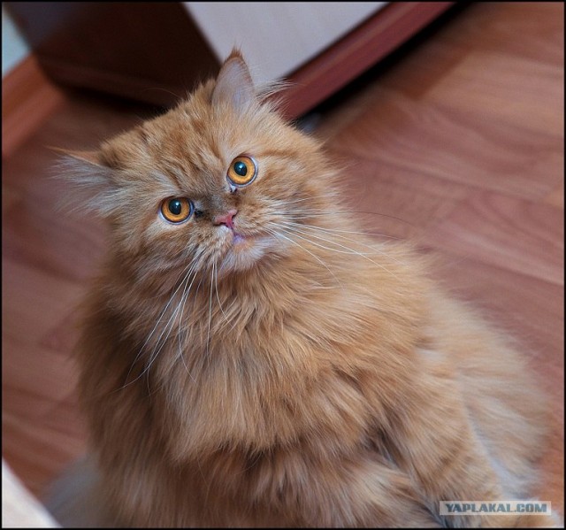 Профессиональный котовторник