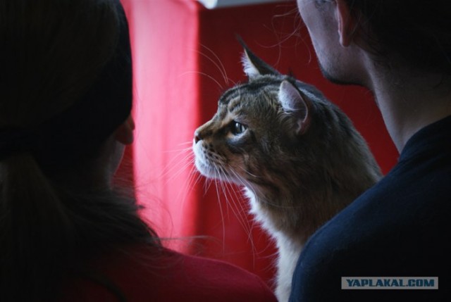 Котовторник так котовторник!
