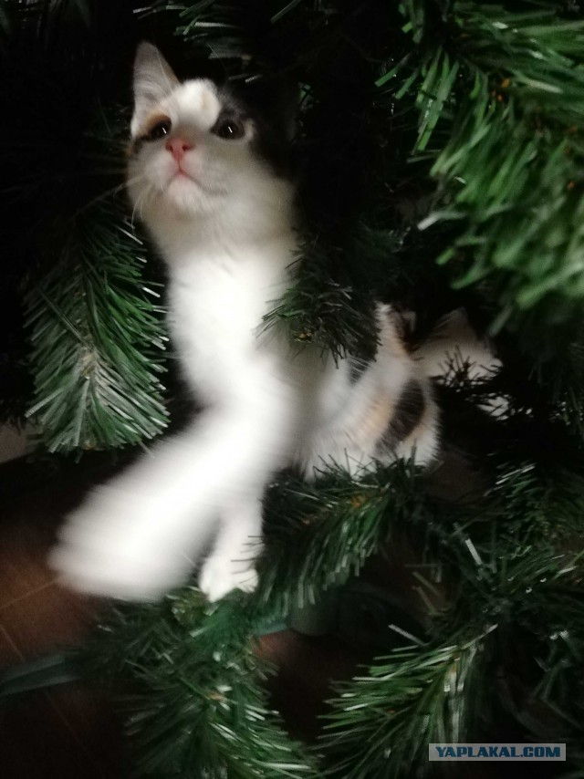 Еще одного кота пост..