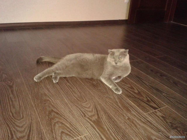 Котовторник 10. 07. 2012