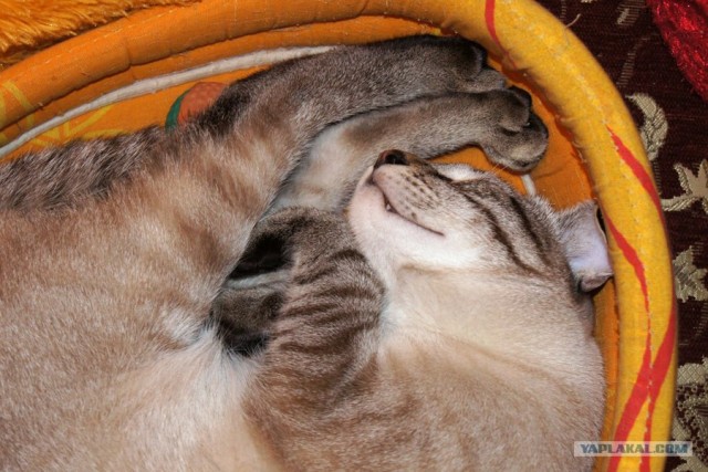Котовторник  21.08.12