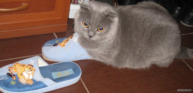 Котовторник 11.09.2012