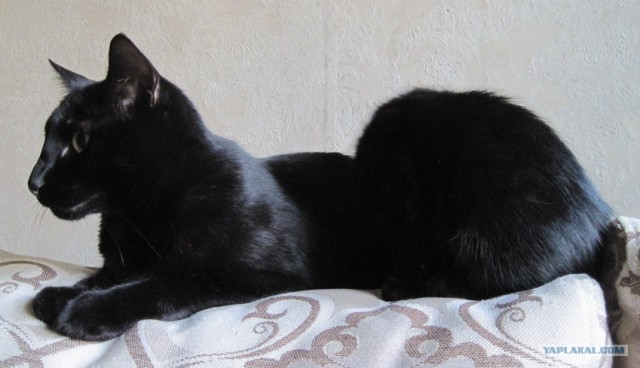 Котовторник  16.10.12