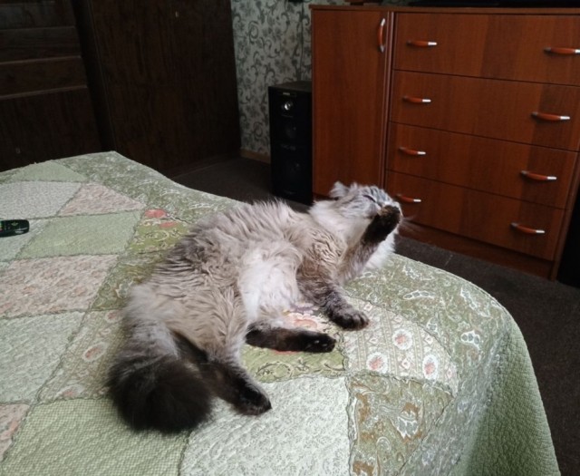 Котобелочка