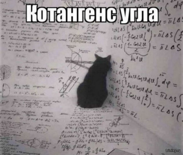 Картинки с котами и про котов