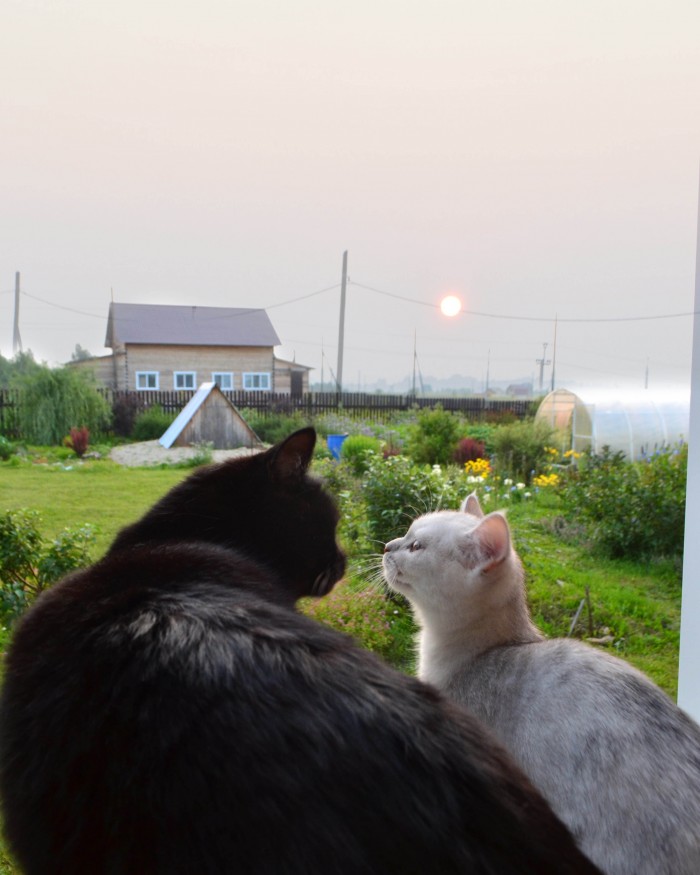 Котовторник 17.09.2019