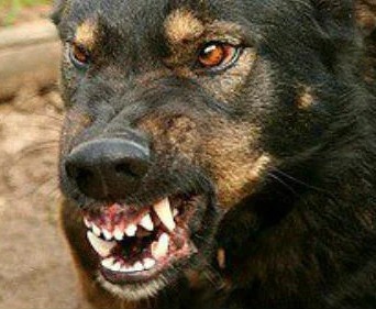 «Скальпа нет, лицо обгрызано». В Перми собаки утащили женщину за гаражи и загрызли