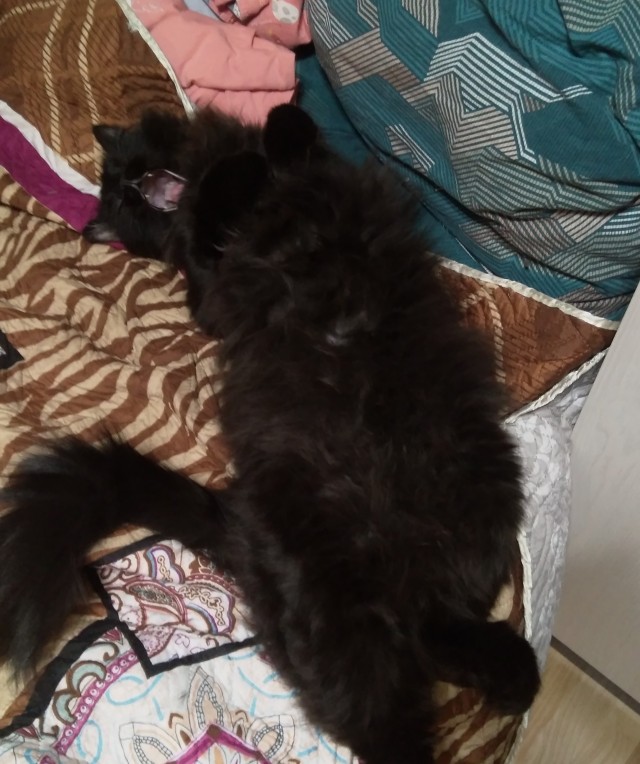 Котовторник 20.10.20