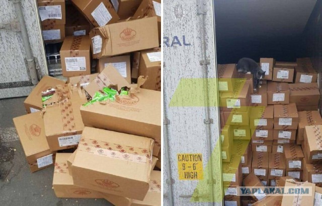 Кошка три недели провела в контейнере по пути из Одессы в Израиль: в дороге животное питалось конфетами
