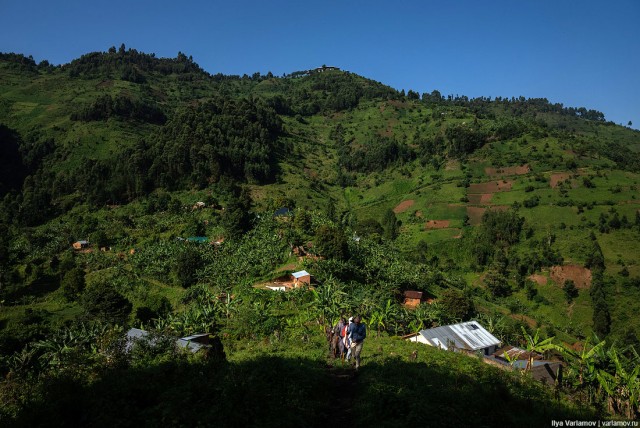 Уганда: самая настоящая Африка с гориллами и носорогами!