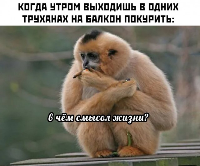 Весёлый полтишок 15.06.