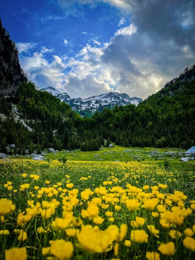 Картинки