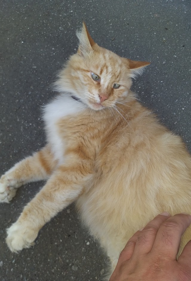 Котовторник (свои добавляем)