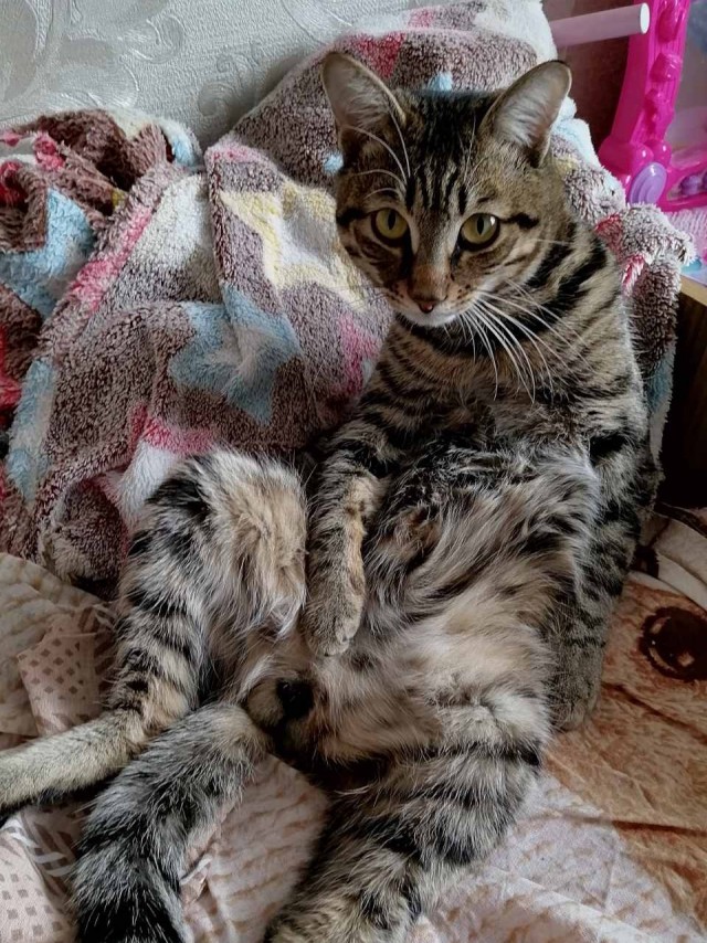 Новая хозяйка (к котовторнику)