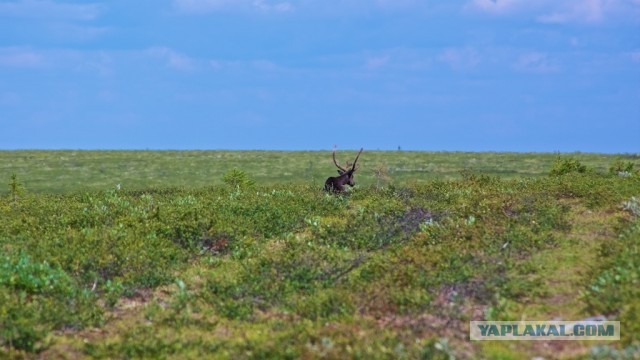 Болваны, я восьмой