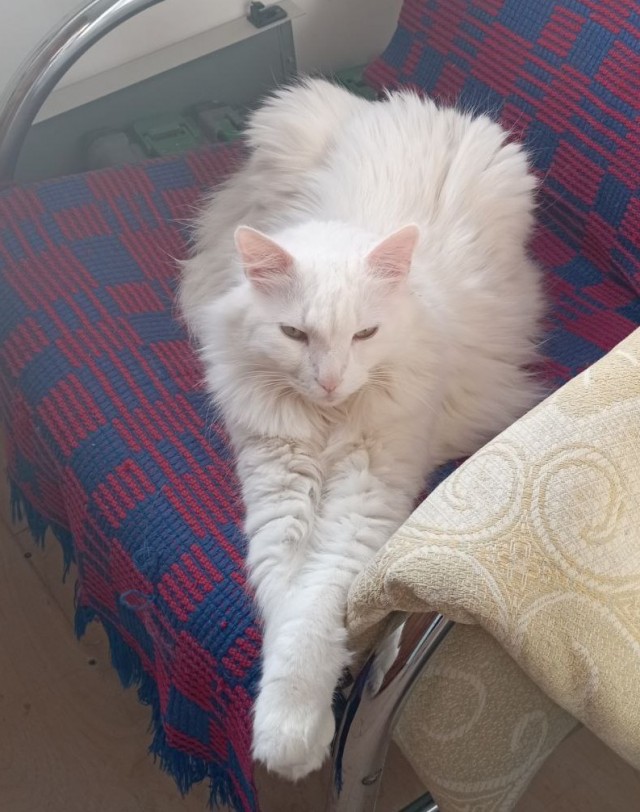 Кошка в тепле