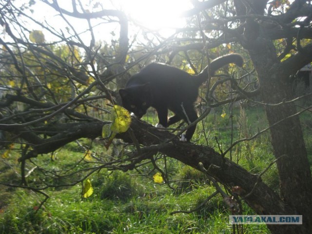 Жизнь домашнего приюта для котеек 416