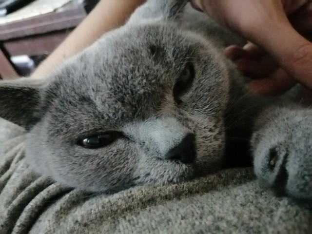 Шерстяной котовторник. Октябрь 2022