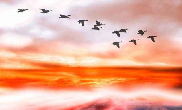 Какие виды птиц летают выше всех