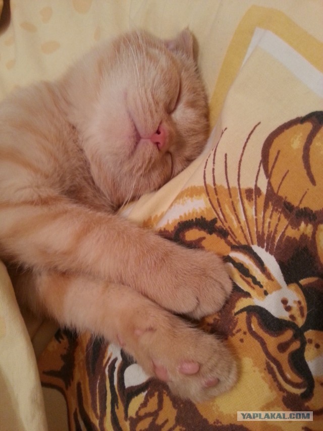 Котовторник 30.04.2013