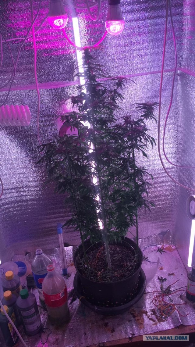 ВЭФ требует запретить домашние овощи и фрукты