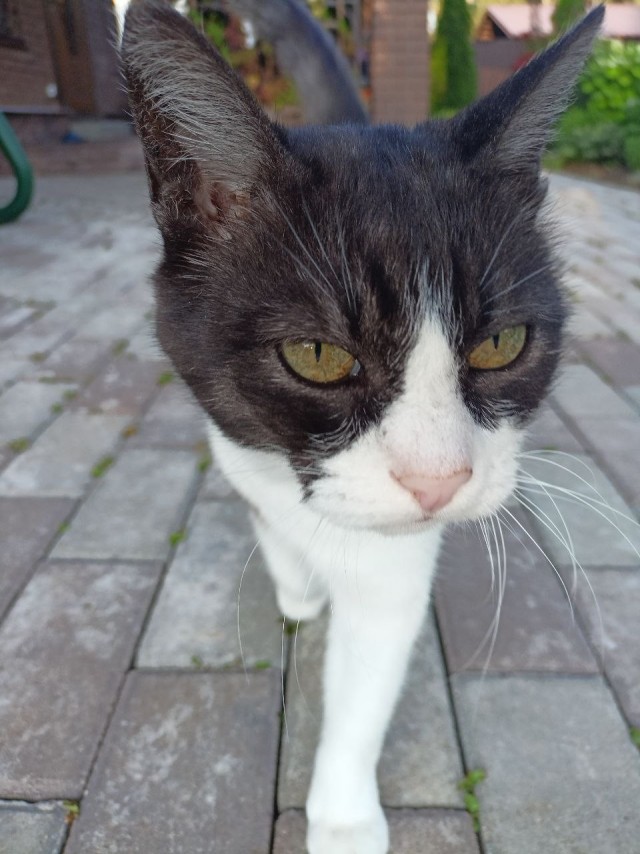 С Котовторником!