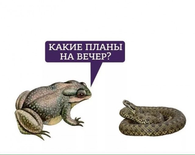 В Питере пить. С утра.
