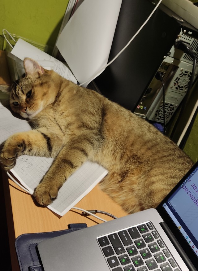 Моя кошка