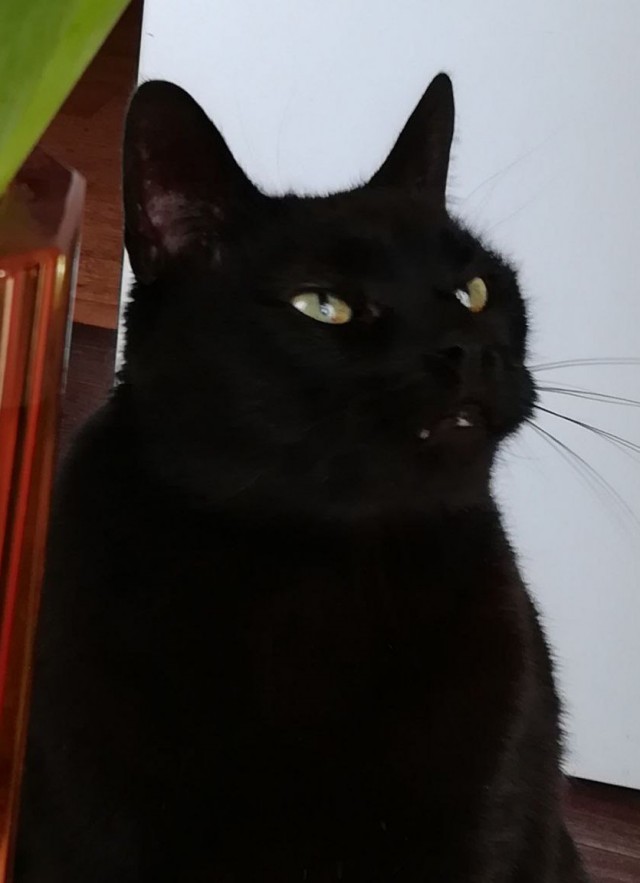 12 самых смешных котов в истории комического конкурса Comedy Pet Photography Awards