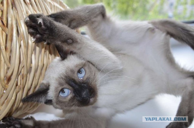 Смешные коты, которые бы победили на конкурсе абсурдных фотографий
