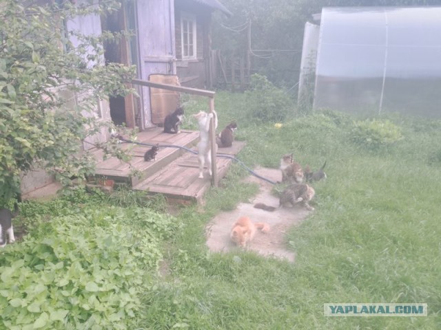 Жизнь домашнего приюта для котеек 548