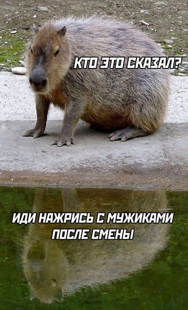 Сборник чтобы подеградировать - 14