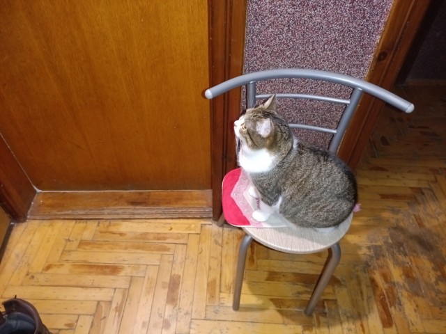 Котовторнеег жешь!