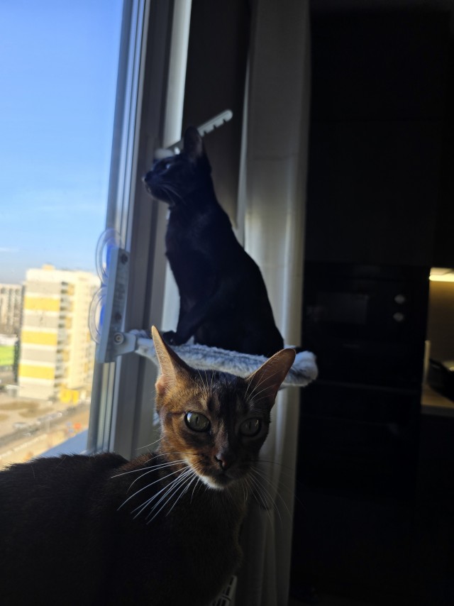 гамак котам, на окно.